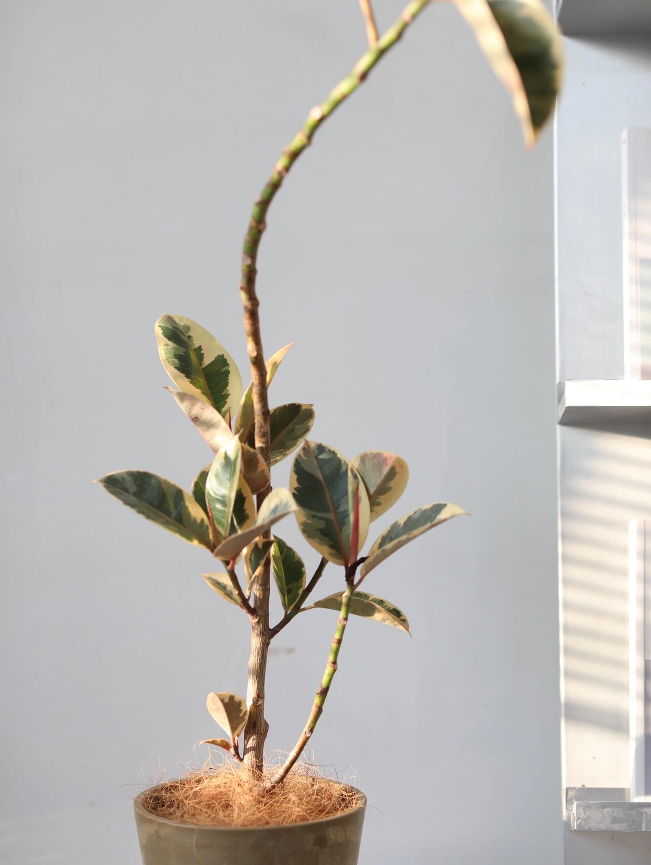 夏日再美不过橡皮树锦!