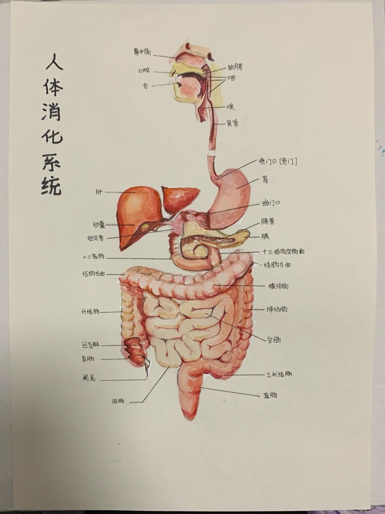 腹部器官手绘图图片