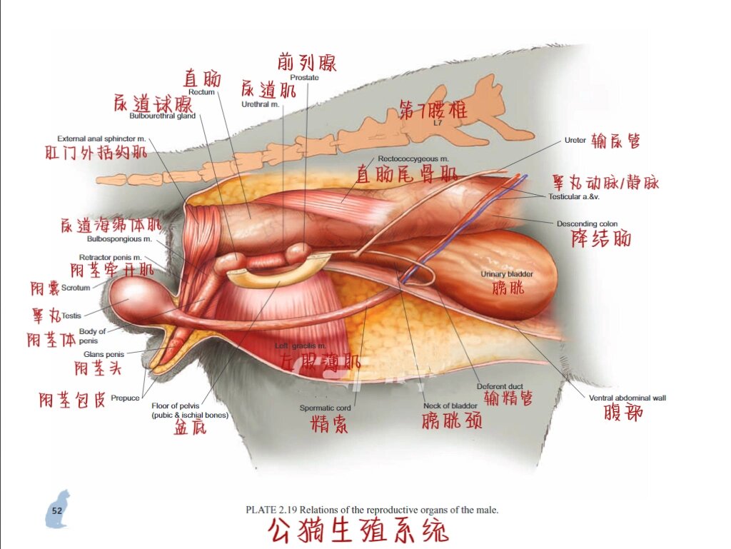 猫咪解剖之生殖篇