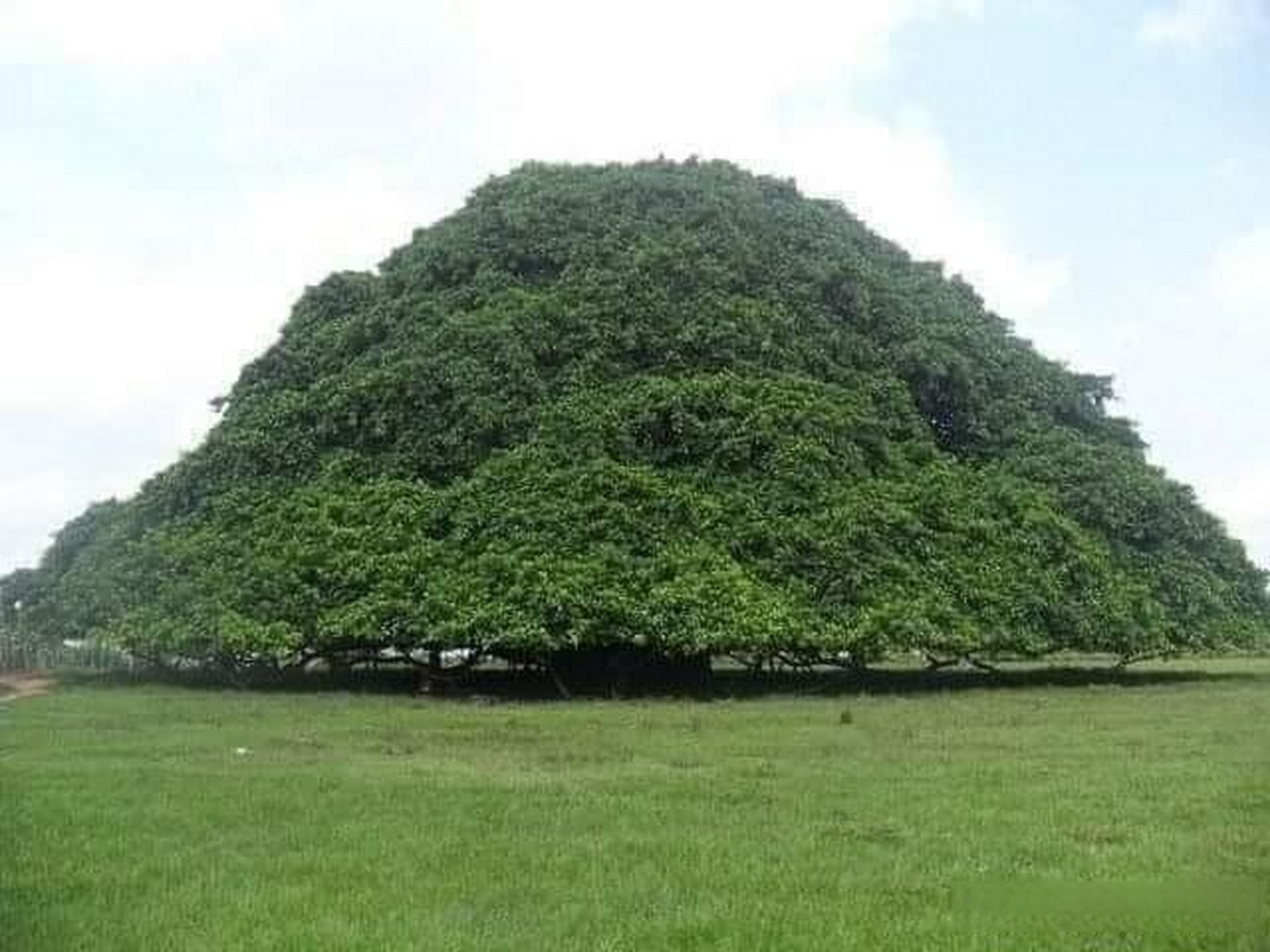这棵树叫瓜卡里guacari tree,它是世界上最宽大的树,位于哥伦比亚的