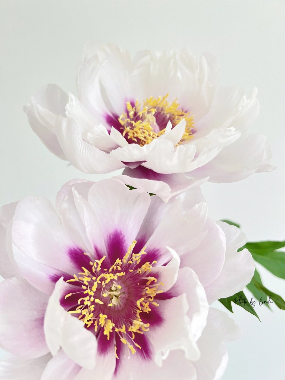 伊藤芍药系列～～科拉路易斯芍药 纯白色的大花朵直径可达20到15厘米