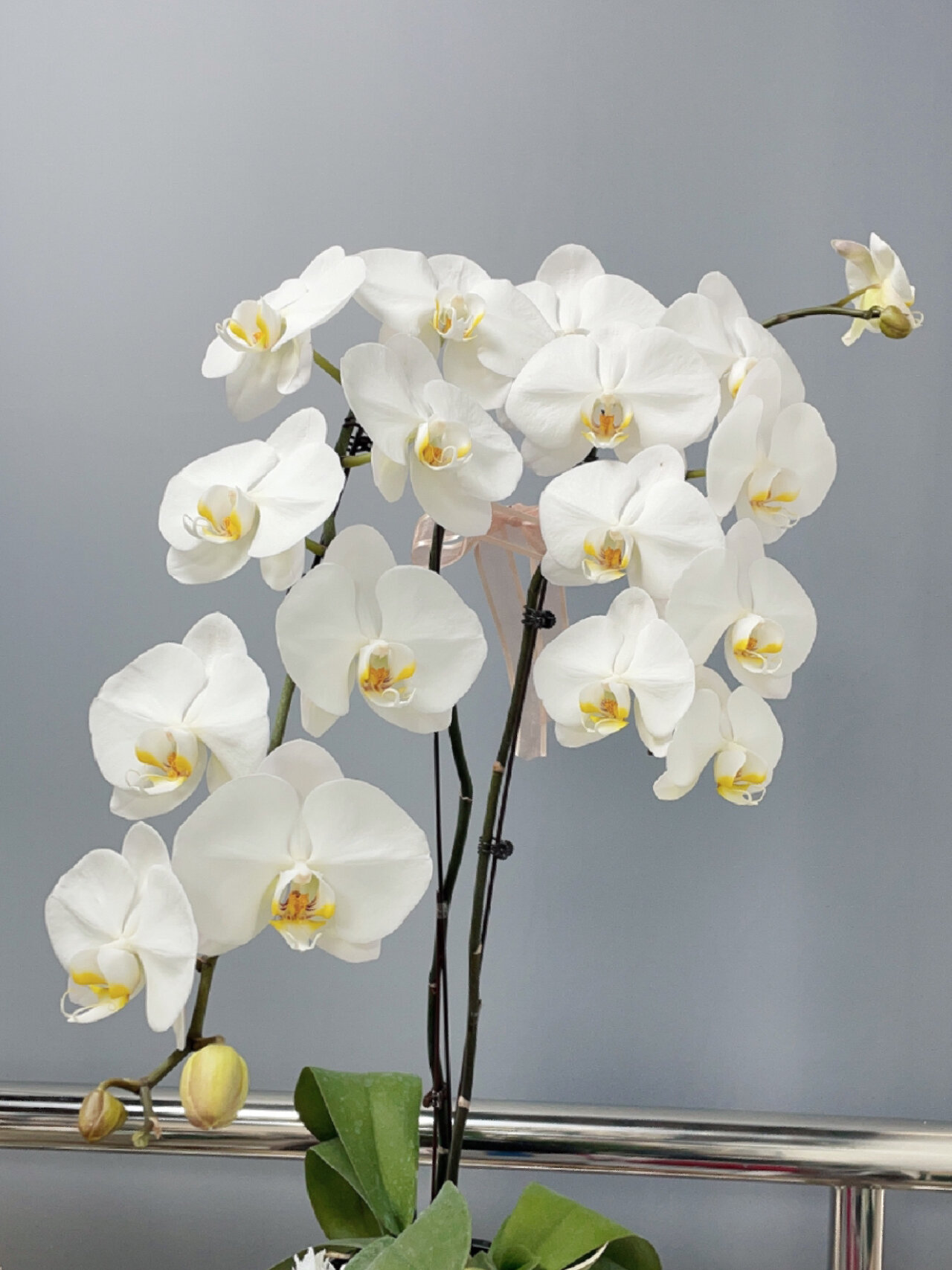 蝴蝶兰-大白v3,大辣椒