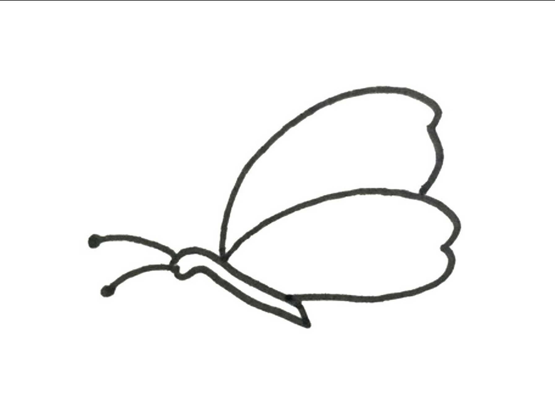 蝴蝶飞翔的简笔画图片