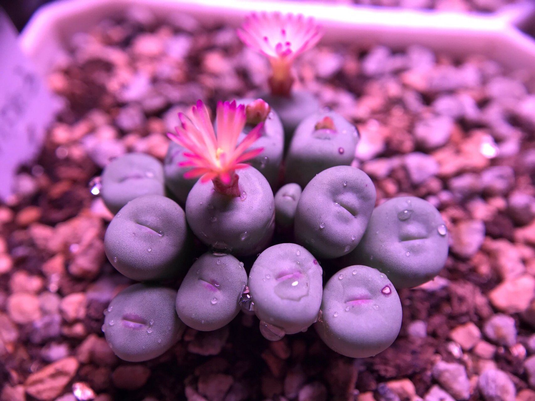 肉锥1380b小红嘴开花 这是一种很神奇的品种,它通常都是晚上才开花?