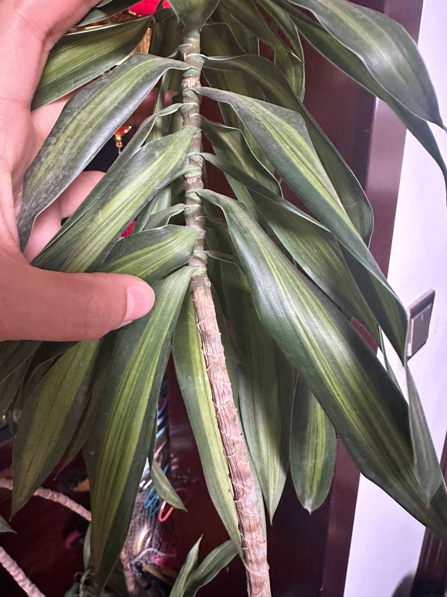 百合竹叶片耷拉下来了 求助大神们指点,我的百合竹,叶片耷拉,茎杆干瘪