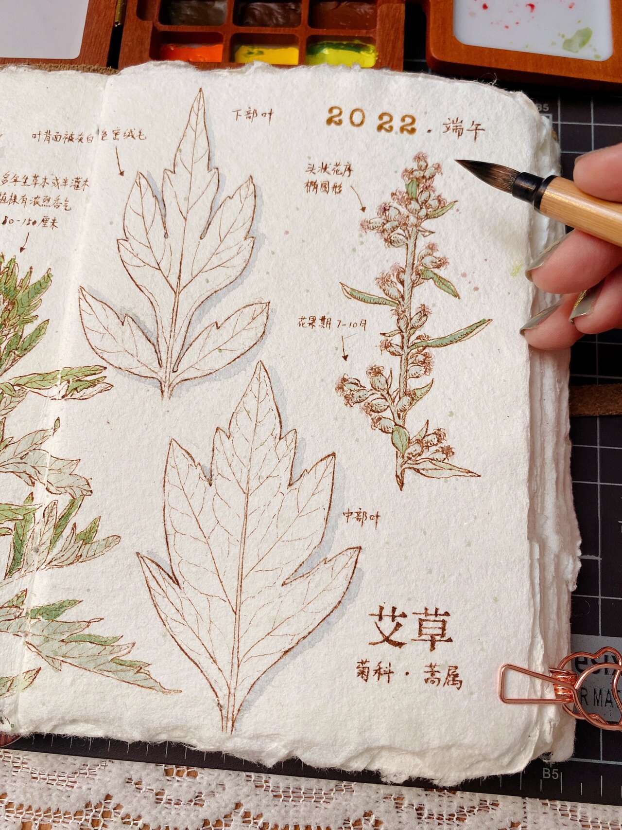 这是我第三年端午和大家一起画艾草了 这次增加了叶片和花的观察,更爱