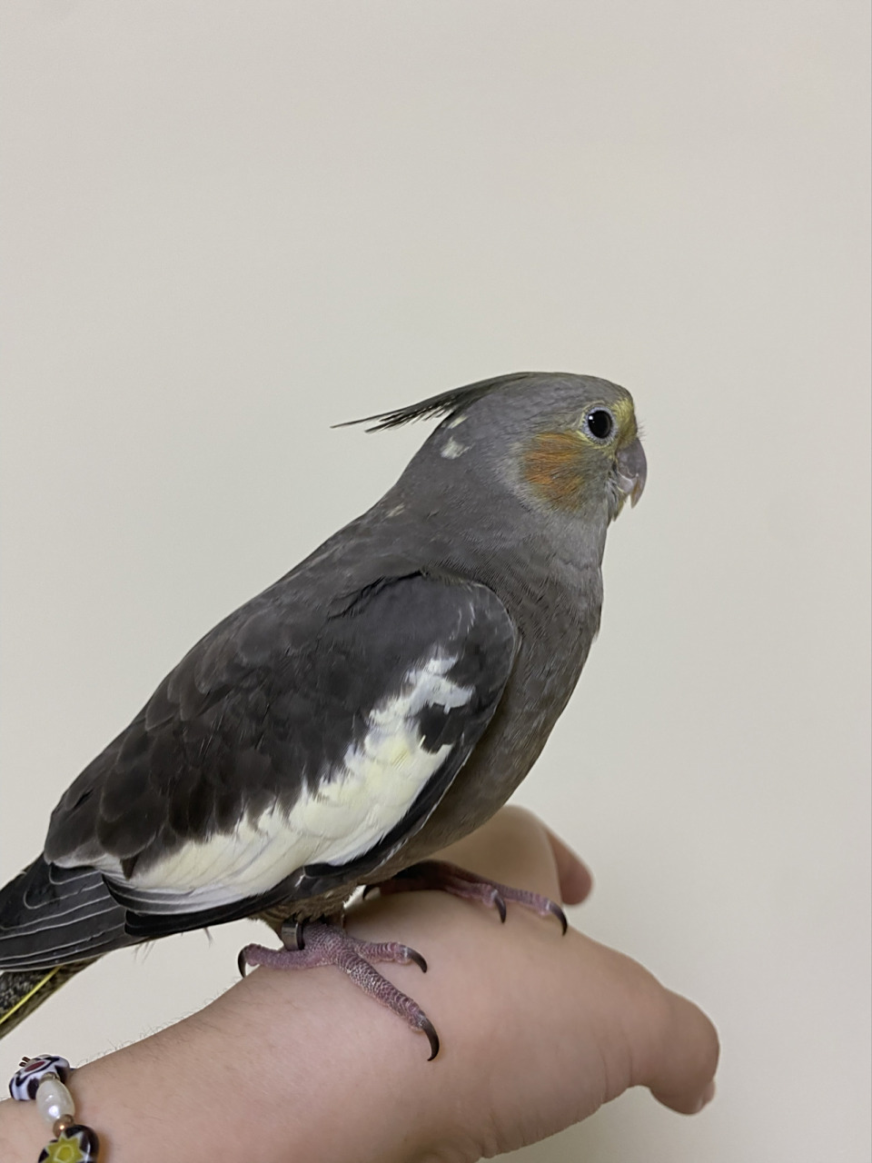 请大家来帮看看玄凤原始灰公母呀!