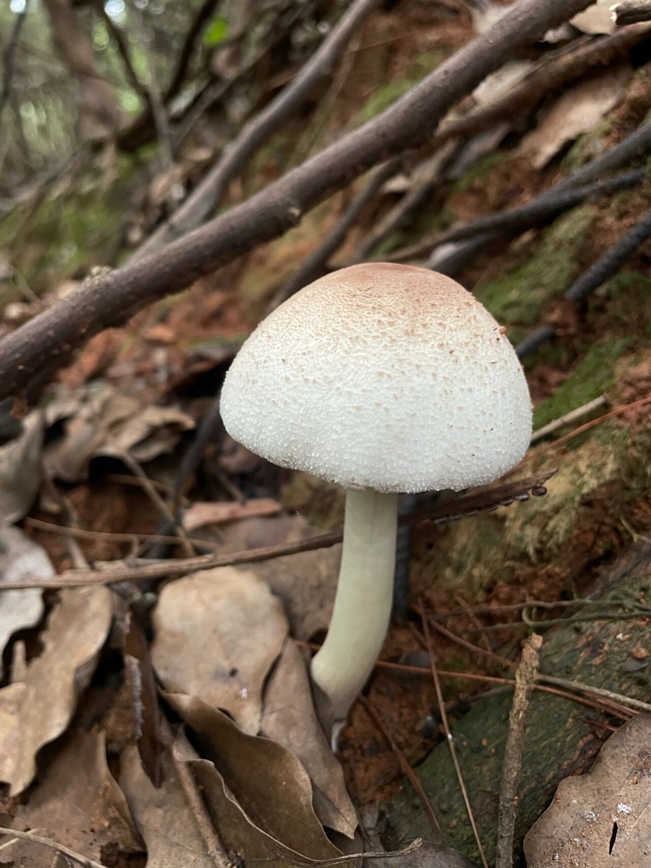 白毒鹅膏菌 食用图片