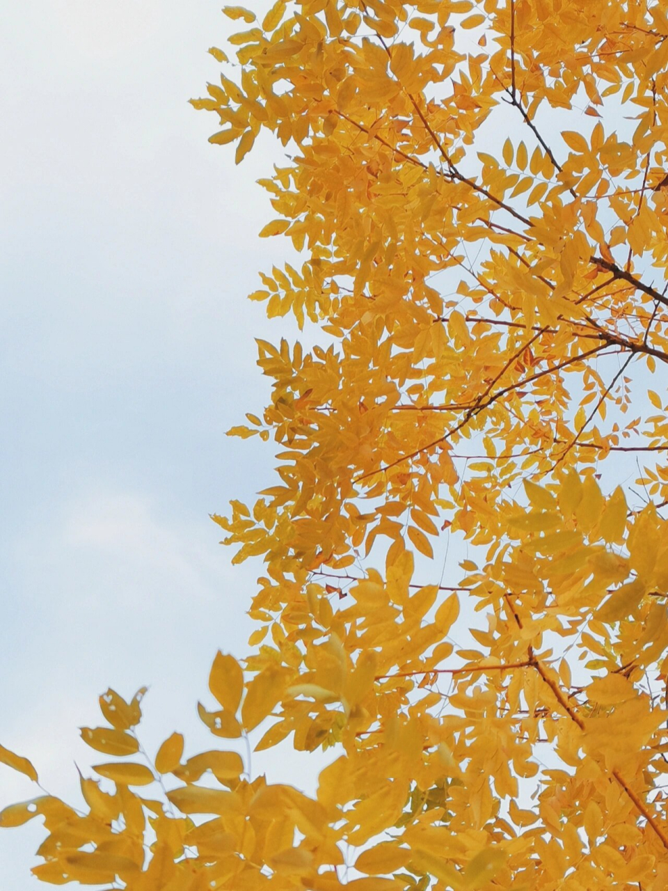 冬日里不能错过的金黄色的树叶,太好看了78 金灿灿的金黄叶93真好