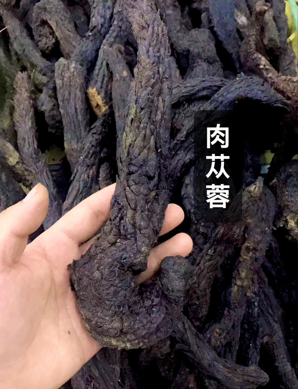 肉苁蓉 肉苁蓉是一款中药,有着"沙漠人参"的别称,具有极高的药用价值