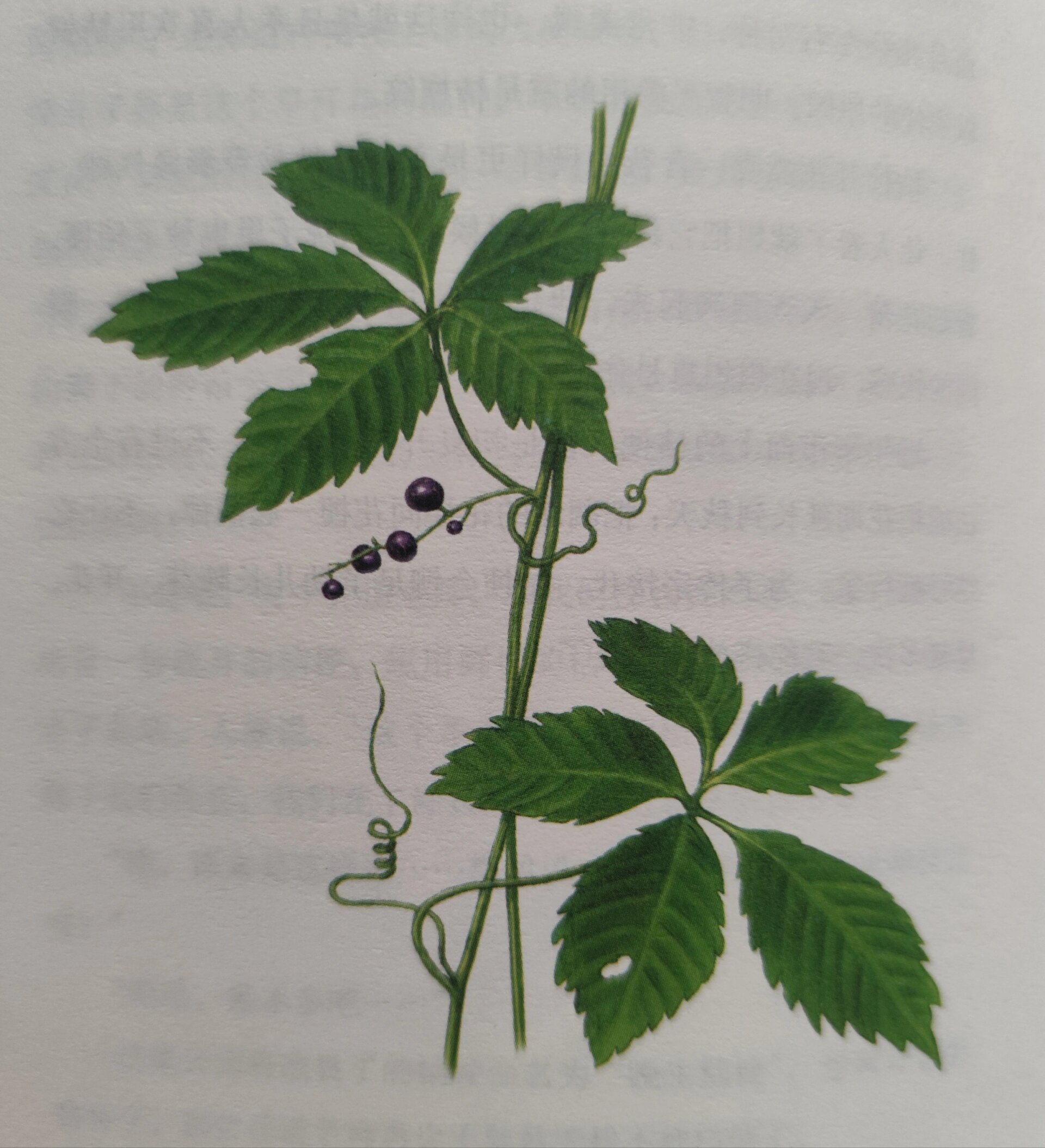 每日识杂草——绞股蓝