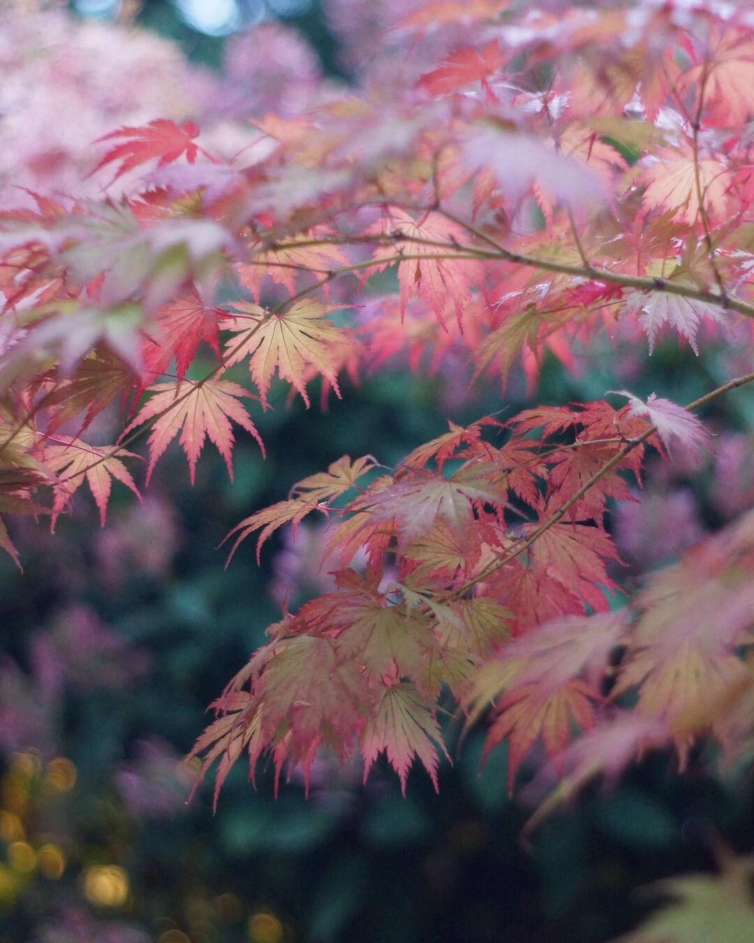 品种介绍 | 女神枫树