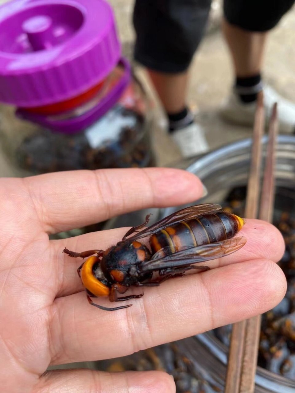 刽子手胡蜂图片图片