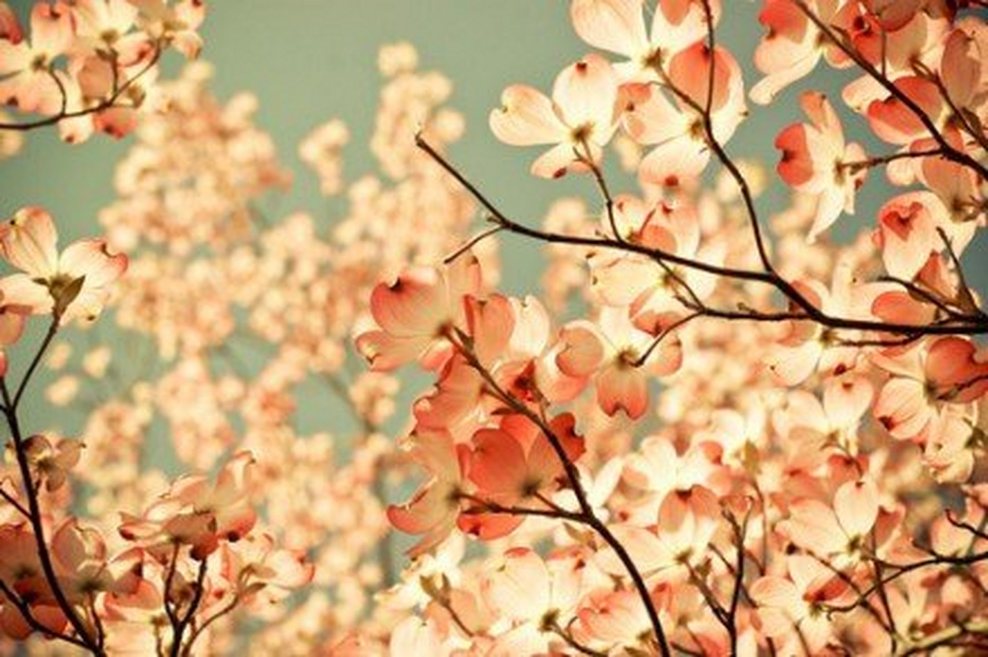 春深花浅笑,秋浓叶忧伤,夜月一帘梦,春风十里情.