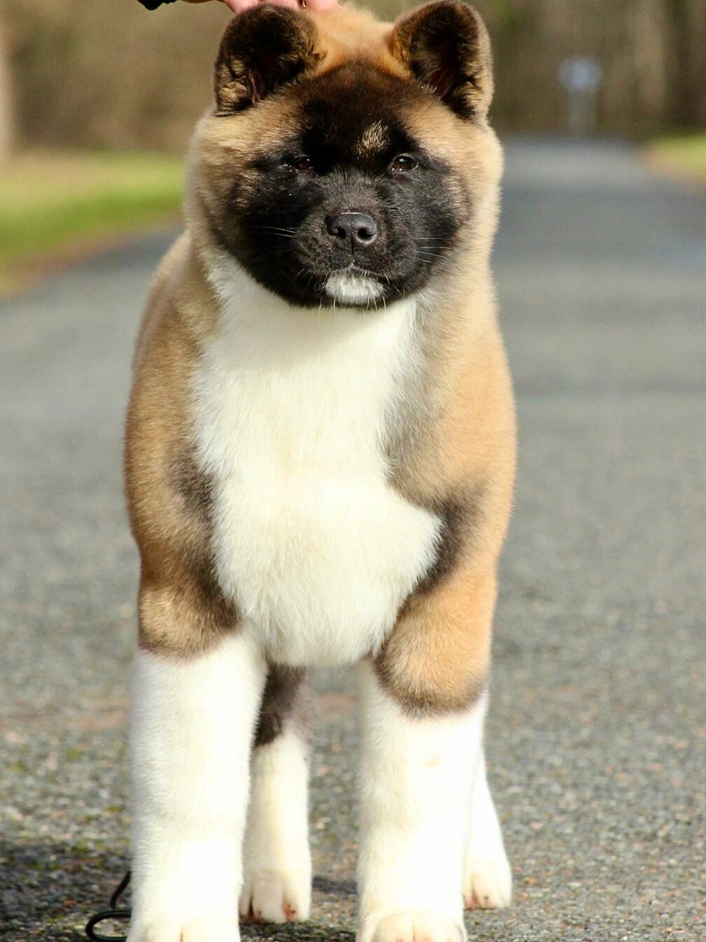 梦中情狗再度上线——小棕熊美国秋田犬97