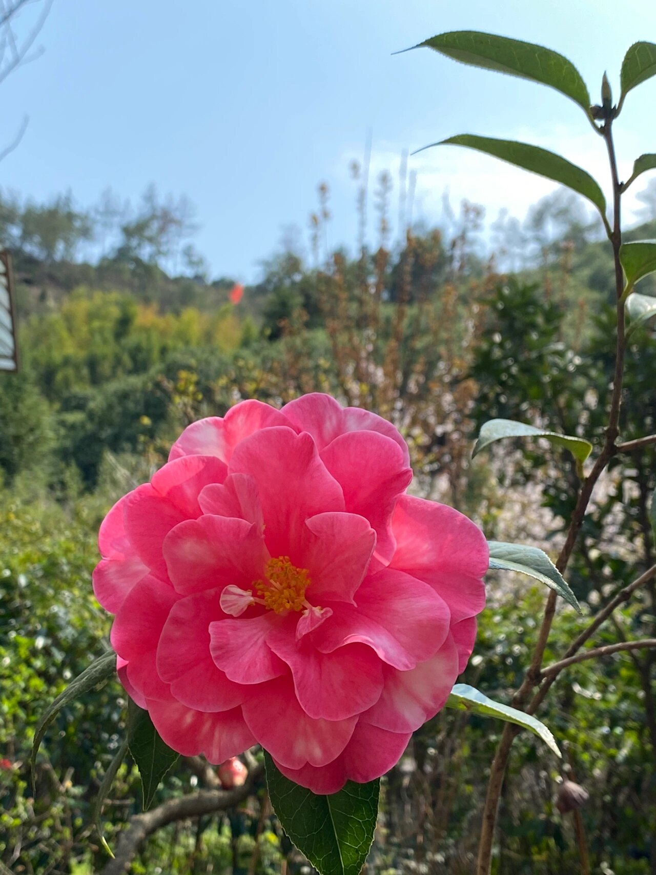 茶花|花豪斯,情人节 花豪斯,好大的一朵!
