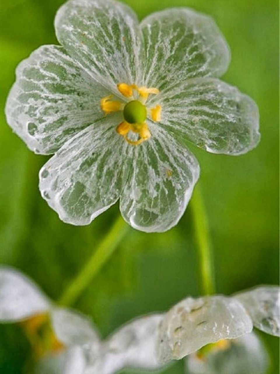 每日植物-山荷叶,遇水变透明的隐身花 南方山荷叶  花色:白色 高度:40