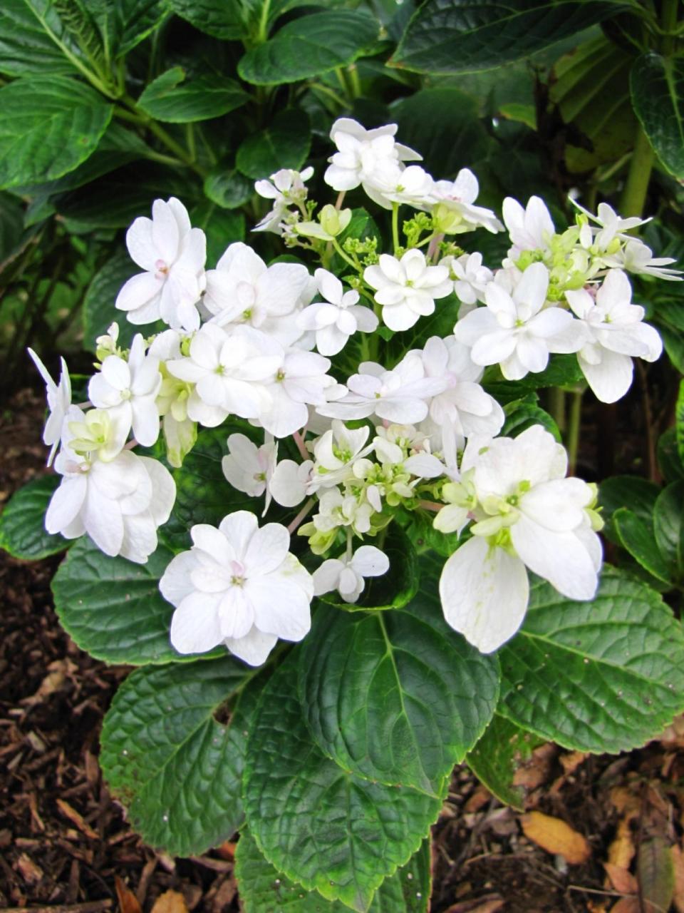 琼花的叶和根可作药用 琼花的叶和根可作药用,江西民间用叶治疟疾;用