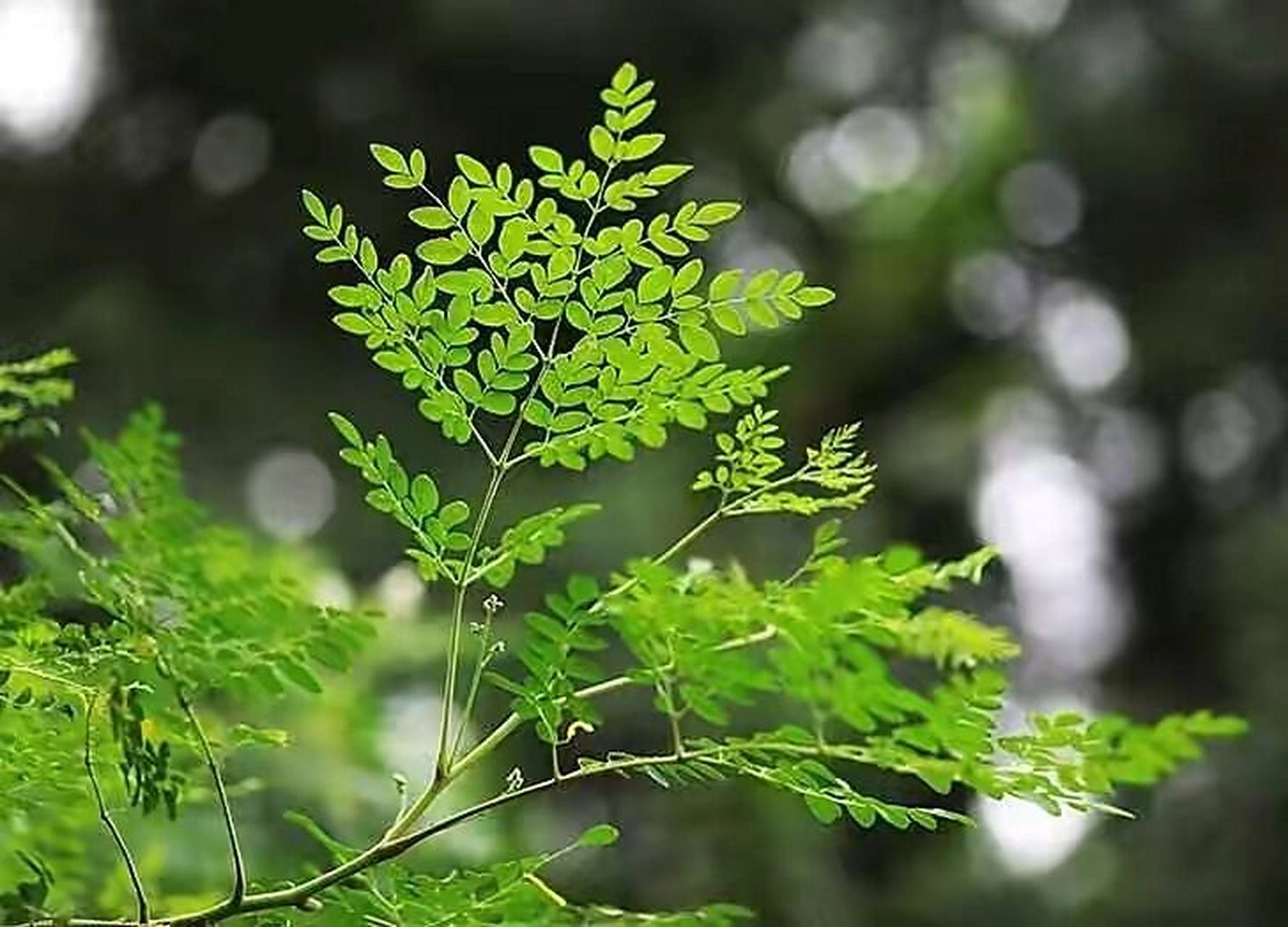 辣木籽 植株图片