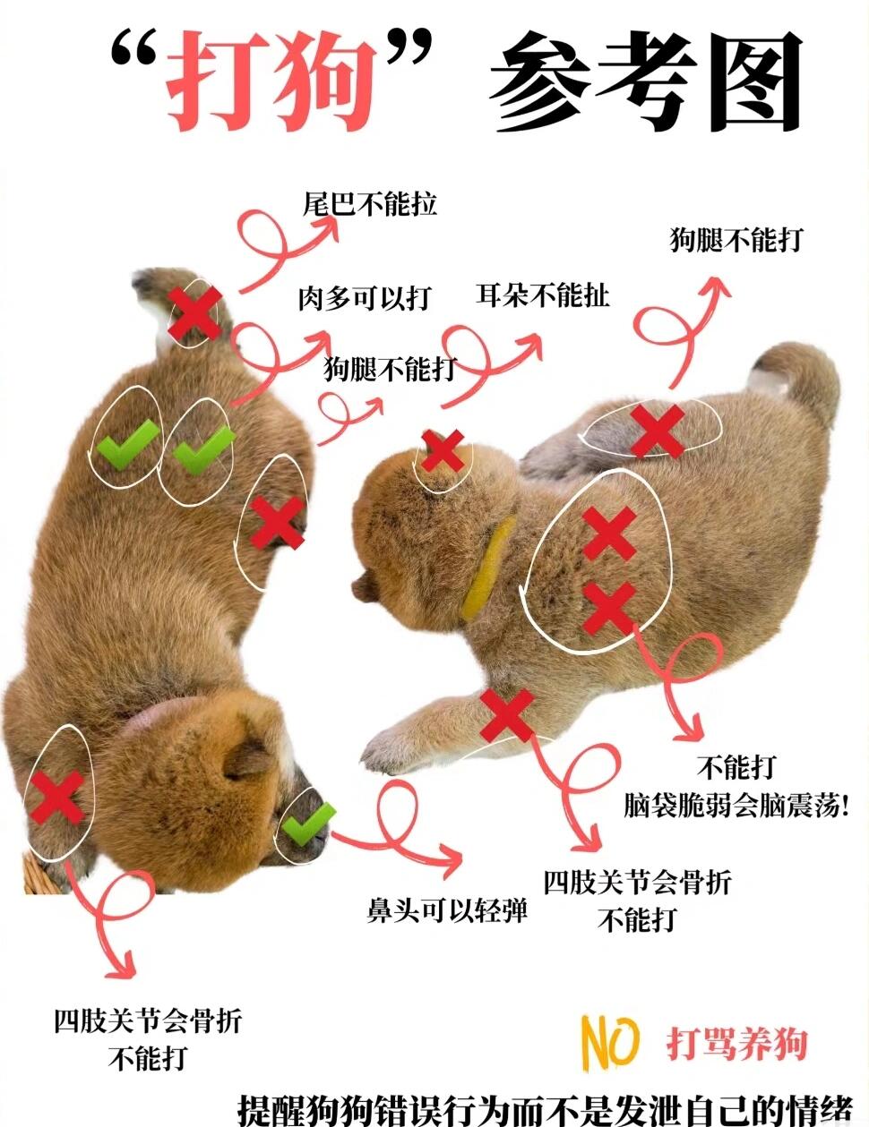 引导狗狗干那里图片