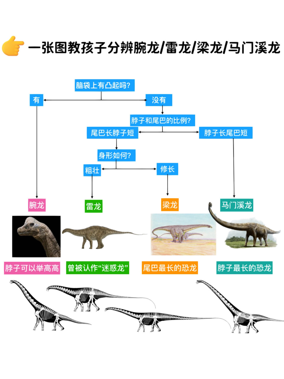 雷龙和梁龙图片