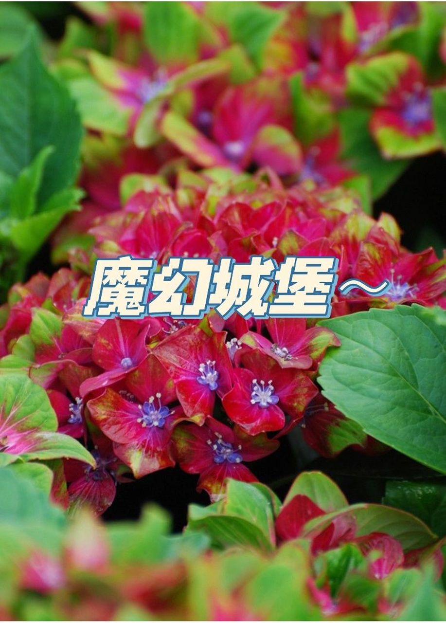 开花类型:老枝开花 耐寒区:3-11区 	 99魔幻城堡在绣球中属于比较