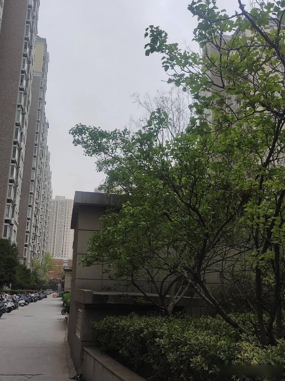 郑州东瑞园小区,有7棵这样的大树.