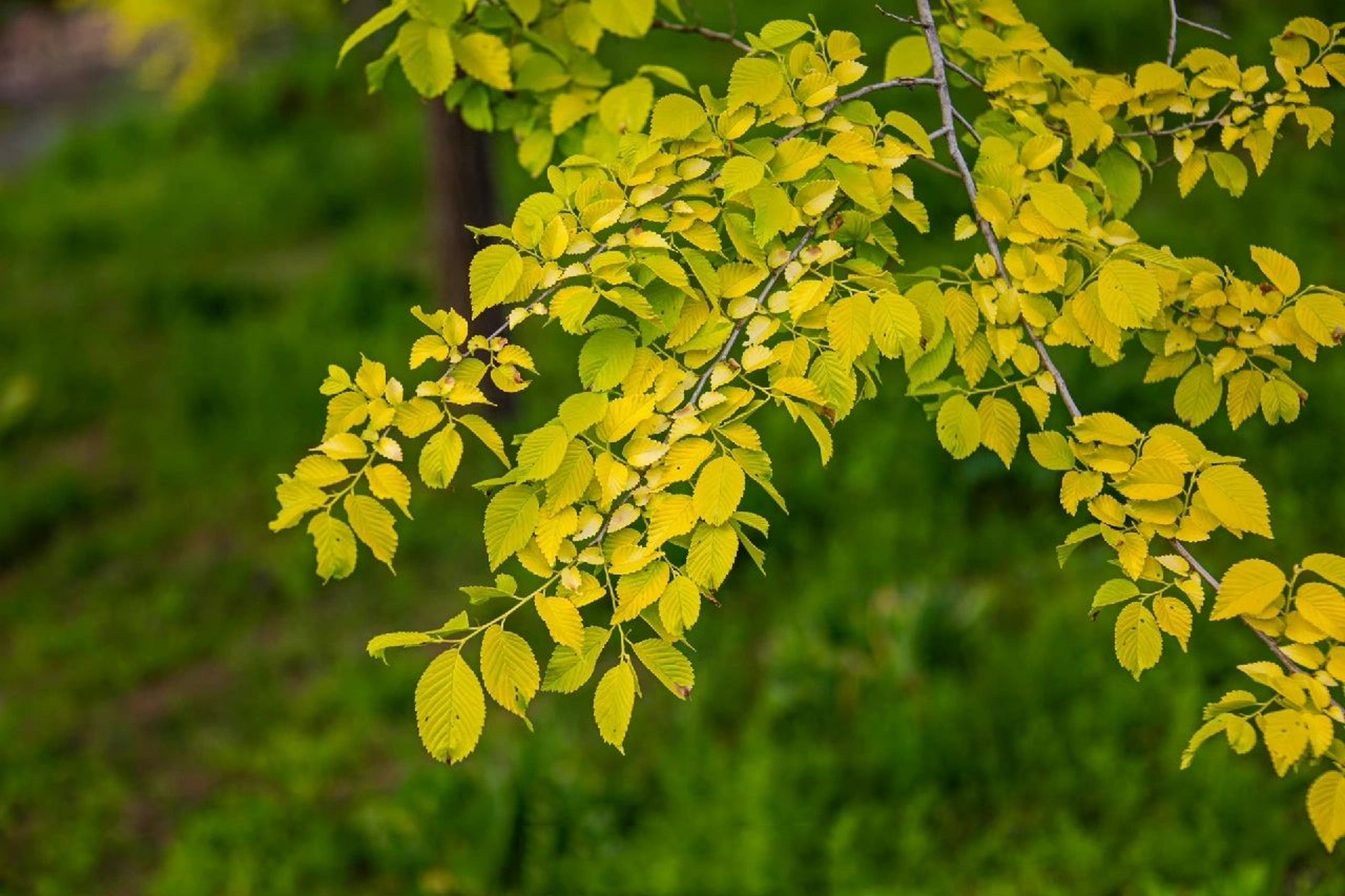 榆树有很多种,而金钱榆的叶子虽然和普通榆