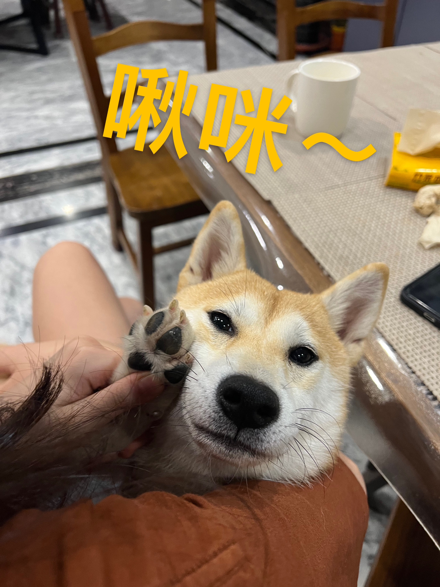 柴犬长得像狐狸,不胖脸是正常的吗!
