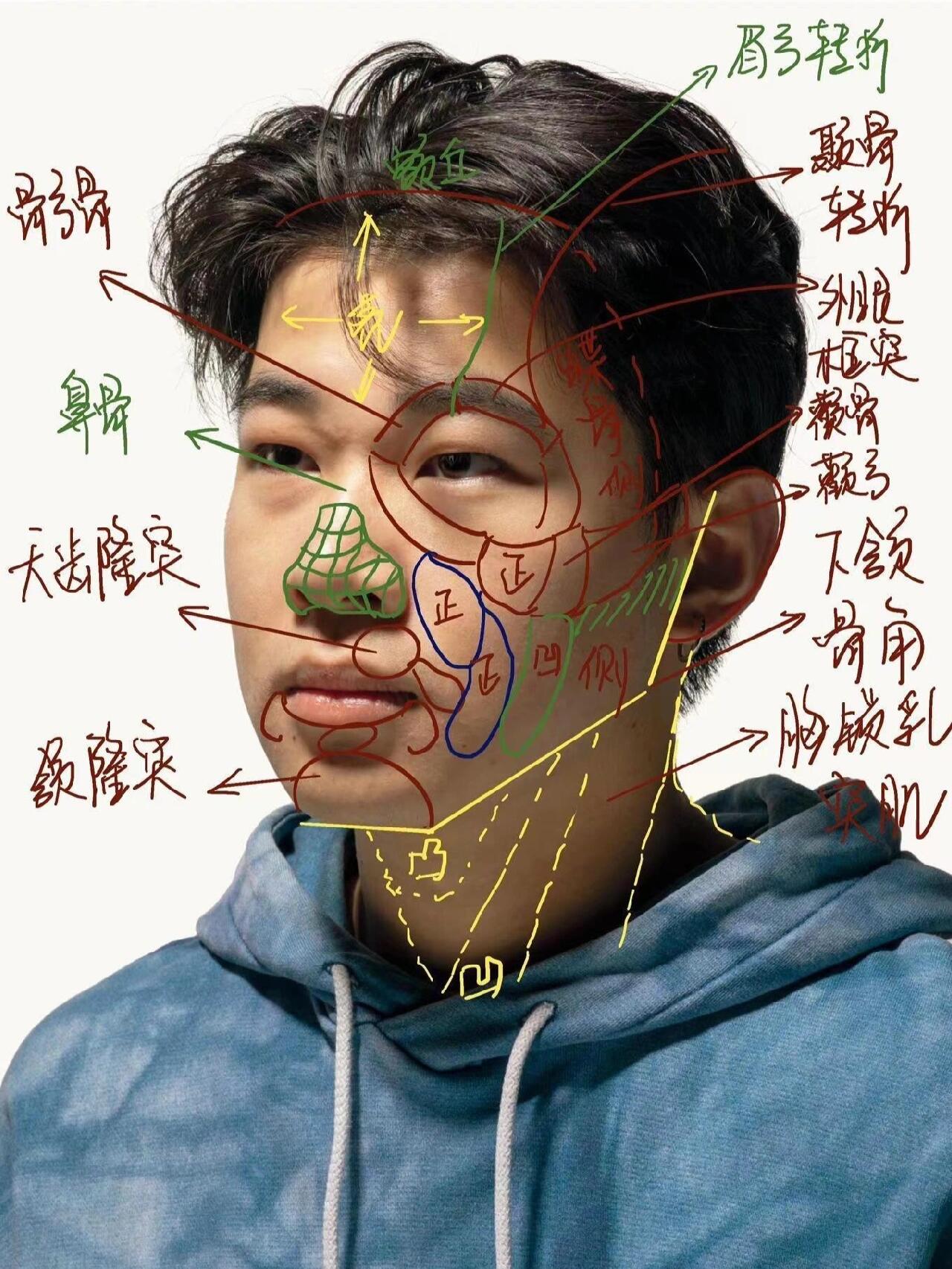 素描头像结构解析