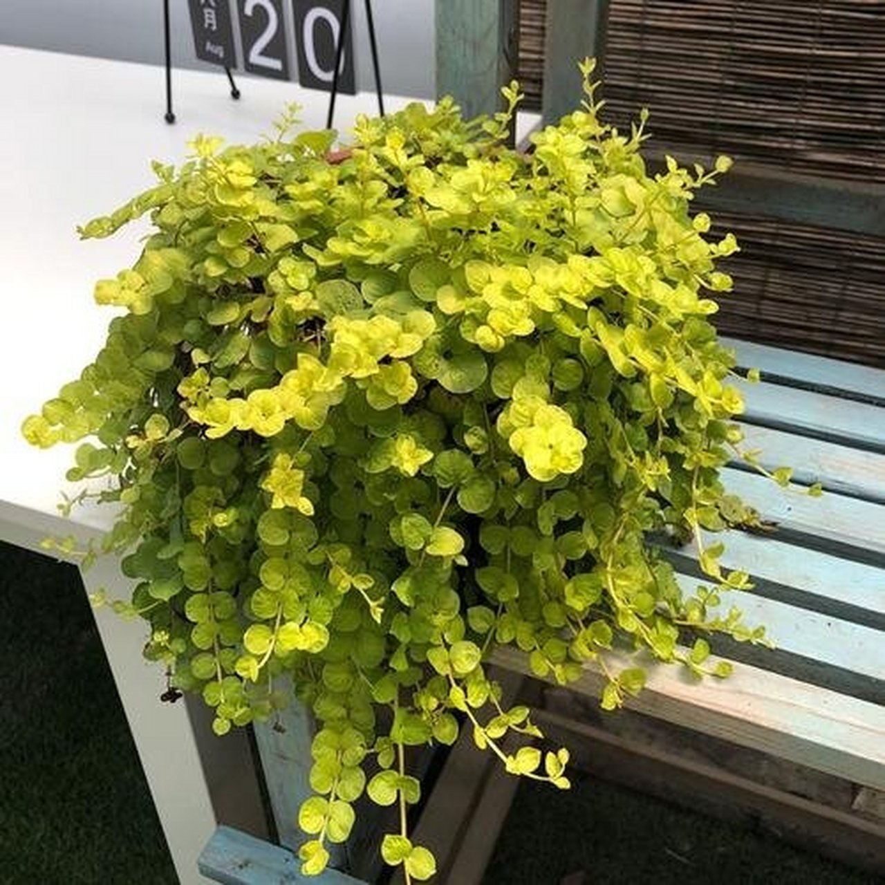 金叶过路黄——为你的居家环境添一抹靓色 金叶过路黄是过路黄属报春