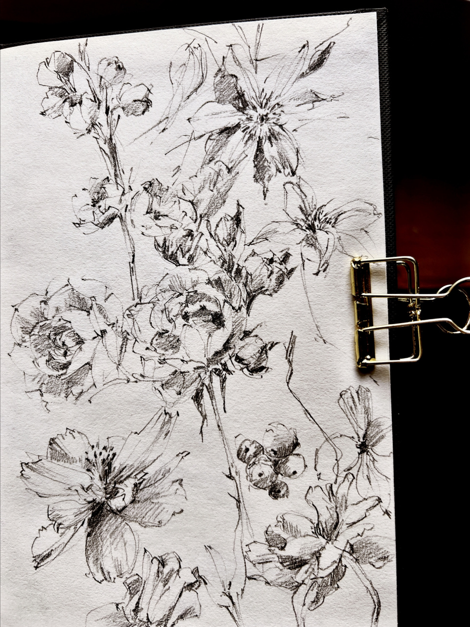 sketchbook 花卉速写 线描花卉植物 随手练 周末愉快一些随手练习