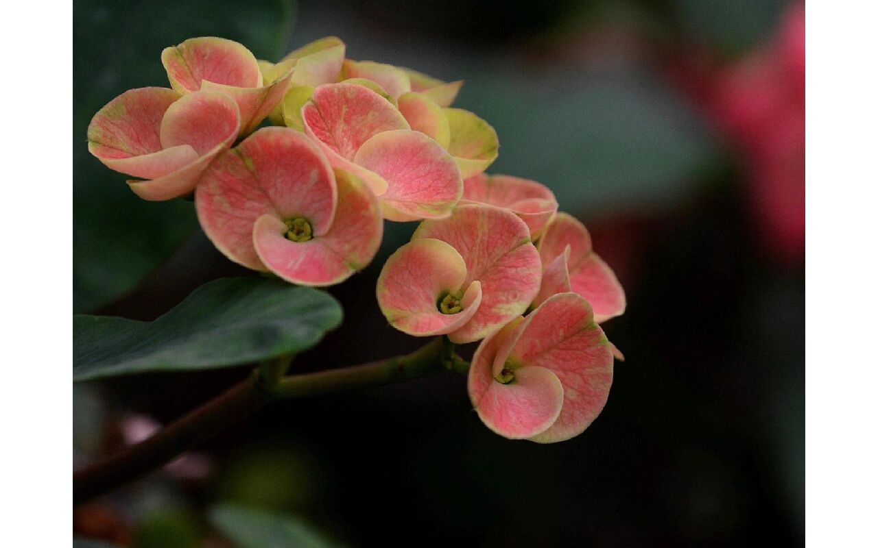 白花虎刺梅图片