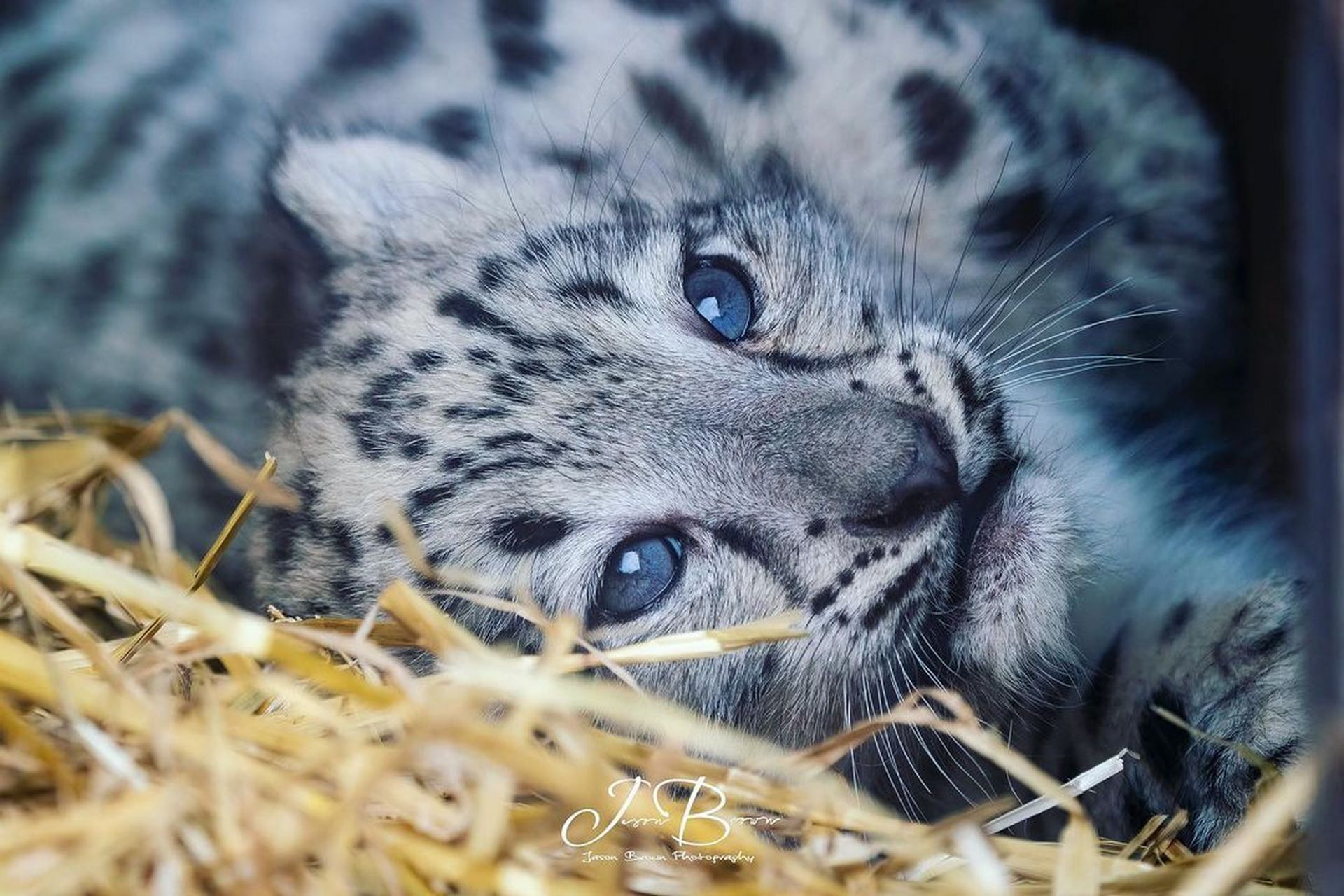小雪豹想睡到什么时候就睡到什么时候