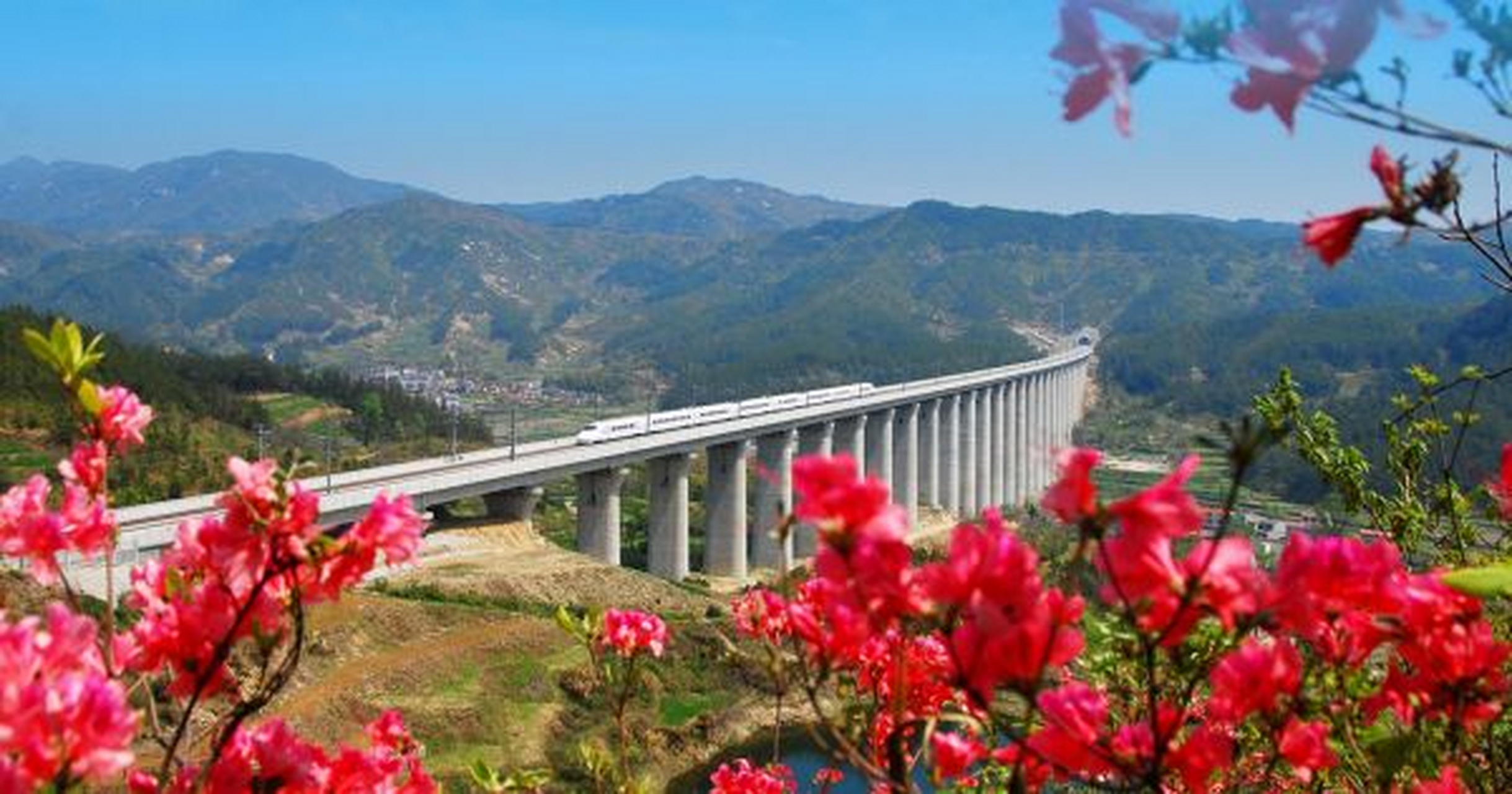 武汉文旅资讯#【麻城杜鹃花开,武铁开行"赏花专列"】"人间四月天