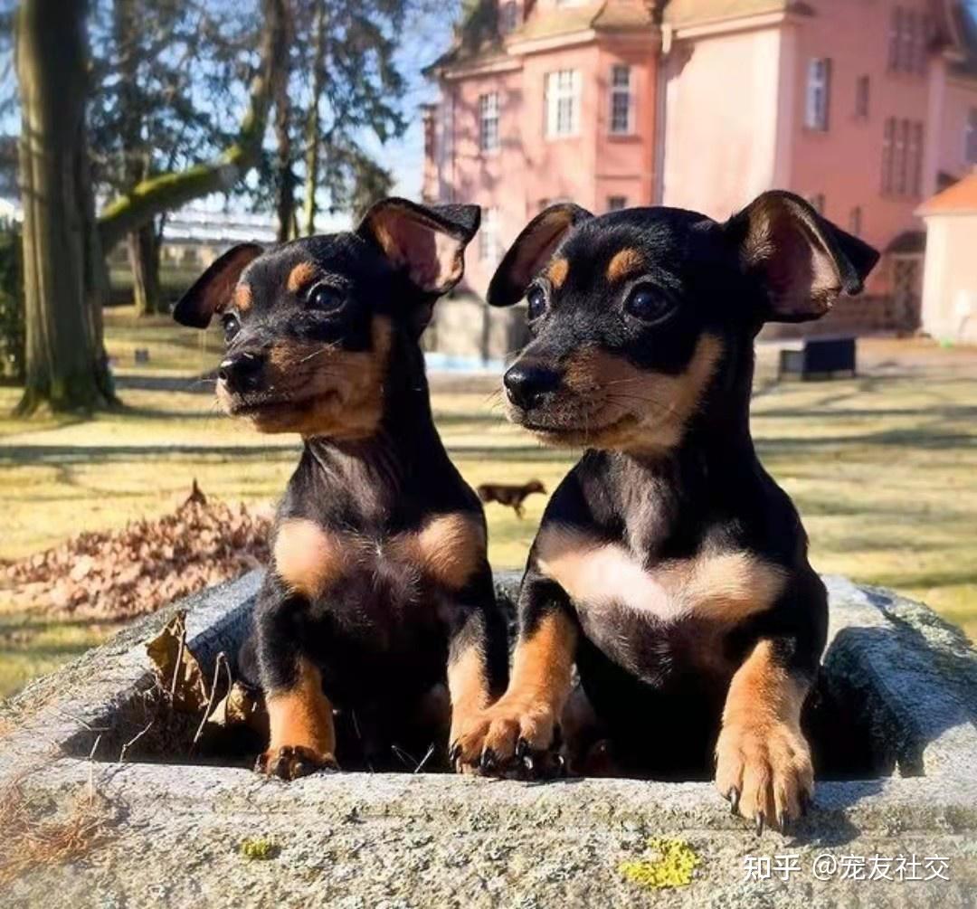 迷你宾莎犬和小鹿犬图片