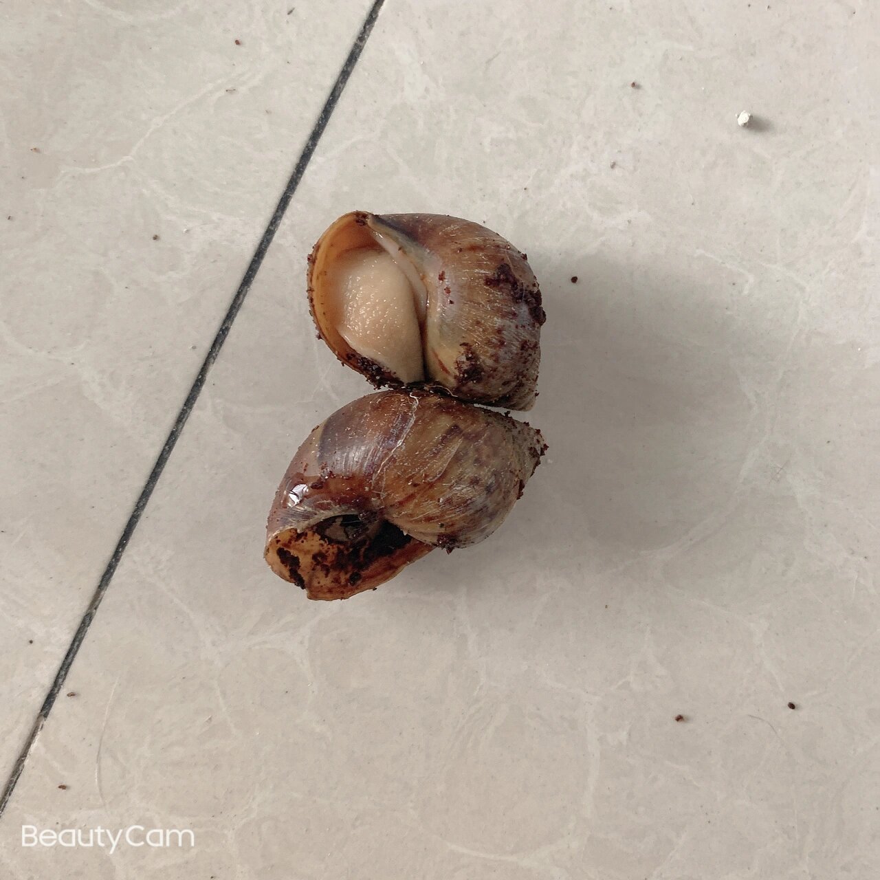 白玉蜗牛 今早起来,打开盒子,发现死了两个白玉蜗牛,都臭到盒子里了