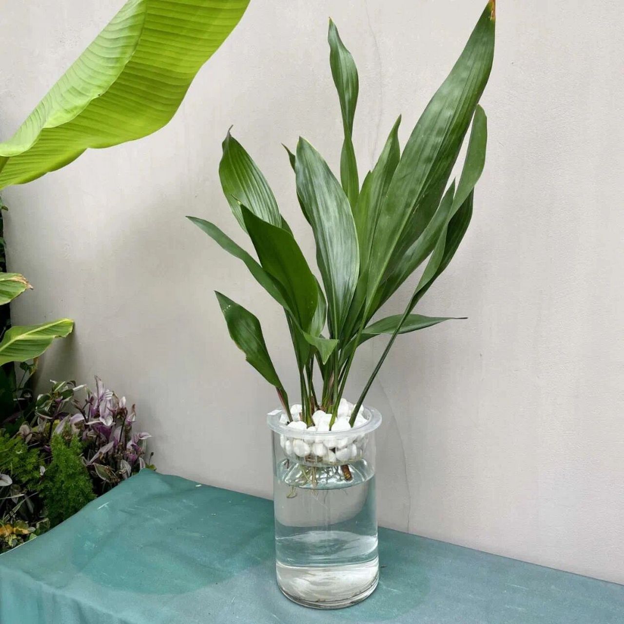 桌面水培植物|一叶兰95 一叶兰又叫蜘蛛抱蛋,花语是"独一无二的你".