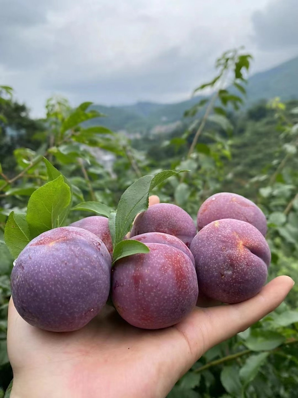 信宜钱排银妃三华李 钱排三华李属于蔷薇科李亚科,又称银妃三华李