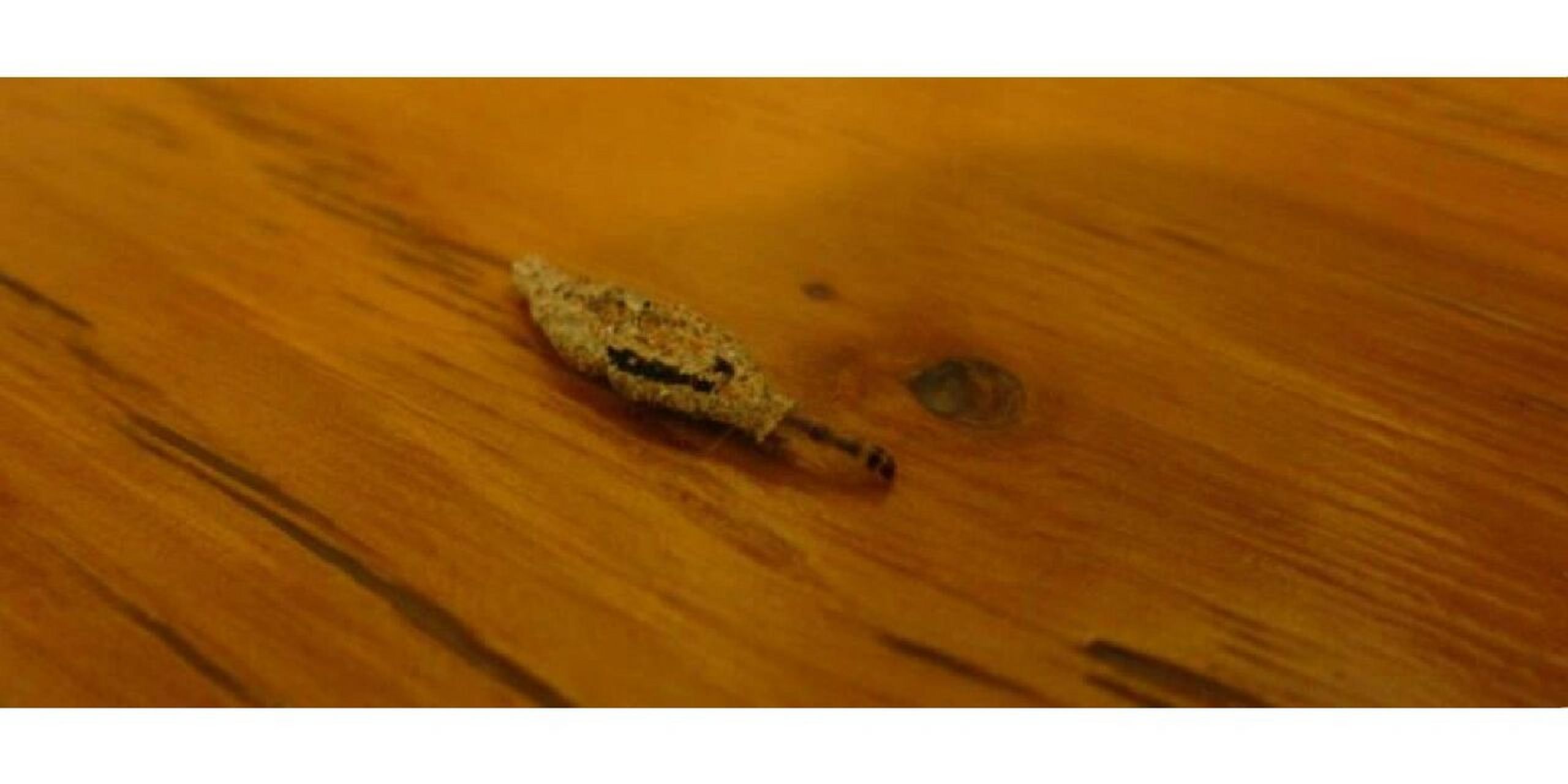 衣蛾是怎么到家里来的?