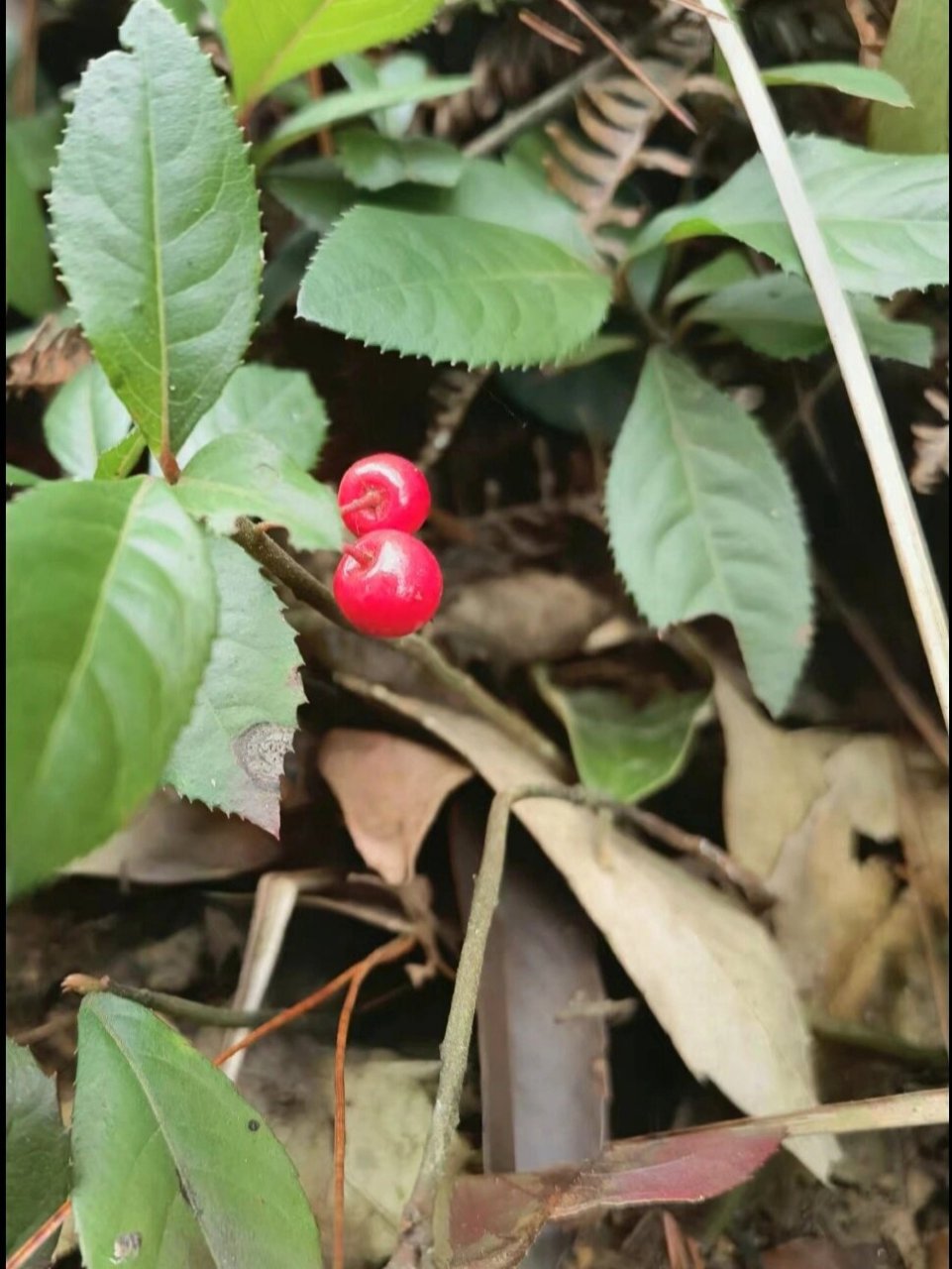 紫金牛 紫金牛,报春花科,紫金牛属.低矮植株,上百,山地野生成片.