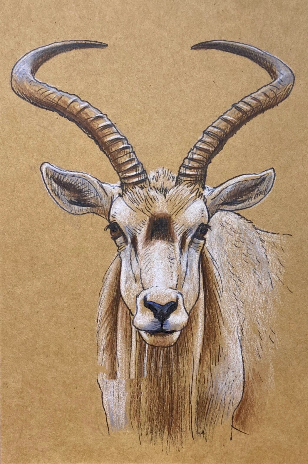 彩铅动物系列—藏羚羊(过程)少儿美术 这次的颜色处理的比较简单,同学