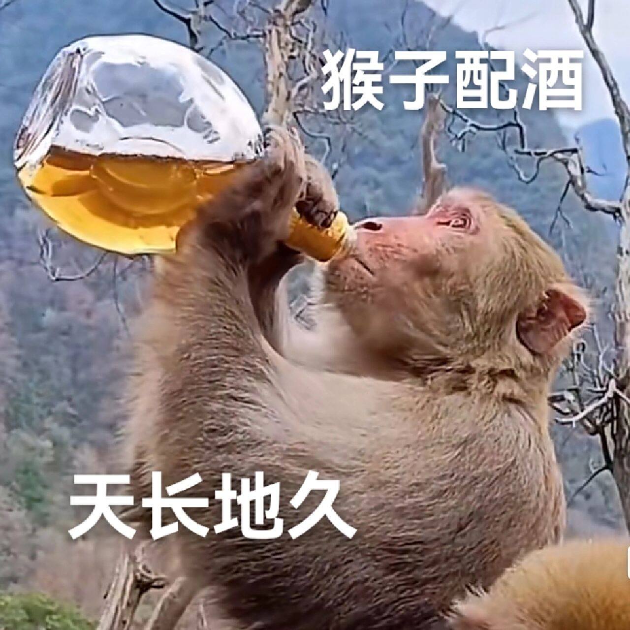 0 猴子表情包 我看谁不喜猴 表情包后滑自取哈,下载下来编辑下尺寸就