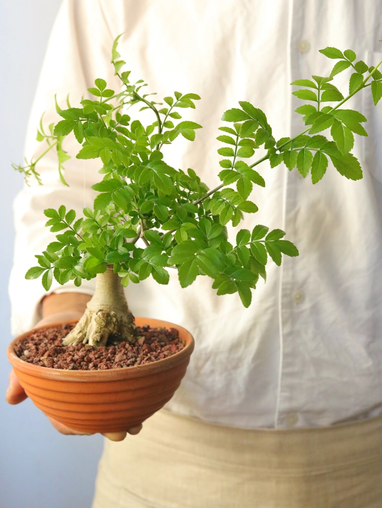 植物 | 对节白蜡 对节白蜡 常规都做东方造景用 	 三月的时候把它从地