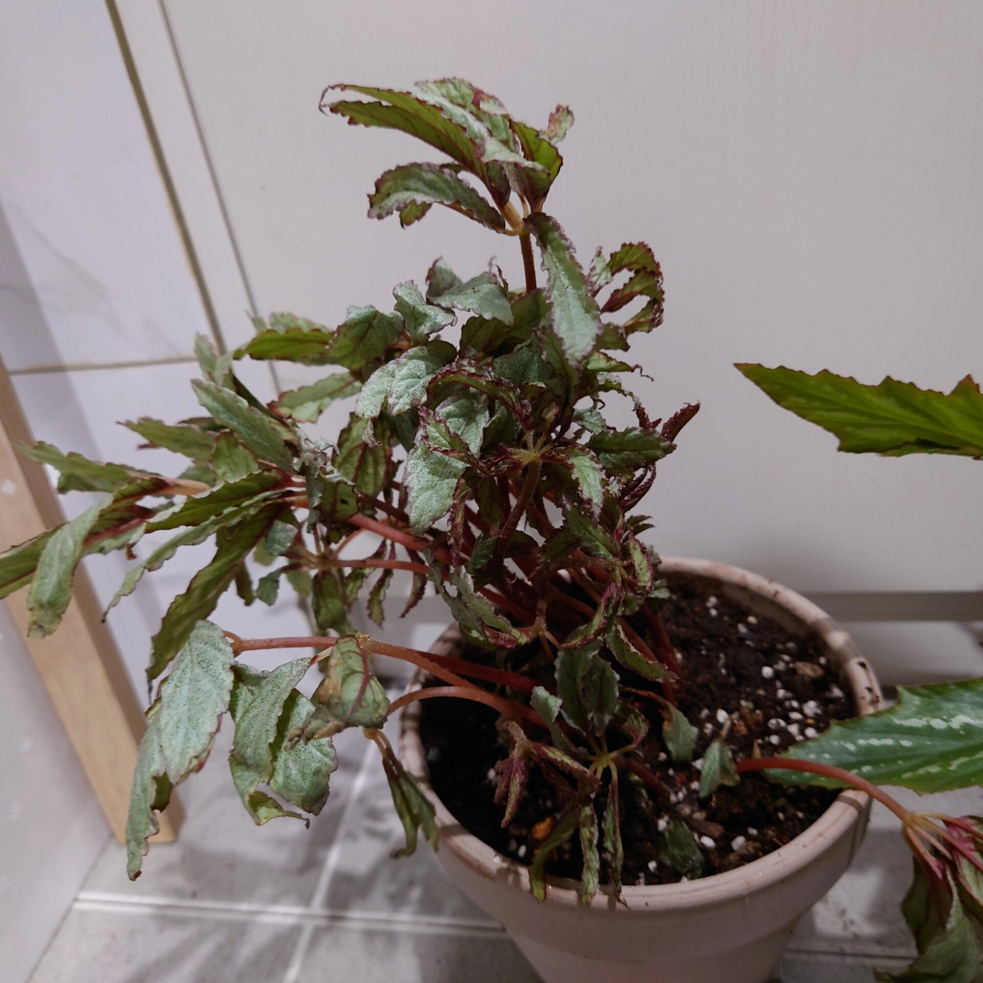 闲鱼花植物图片图片