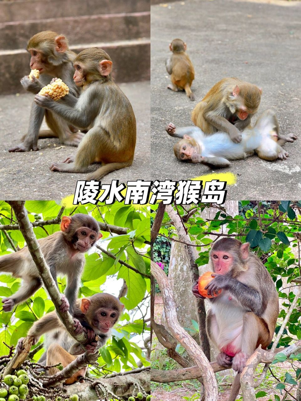 海南陵水【南湾猴岛】漫山遍野全是猴92 景区:南湾猴岛生态旅游区