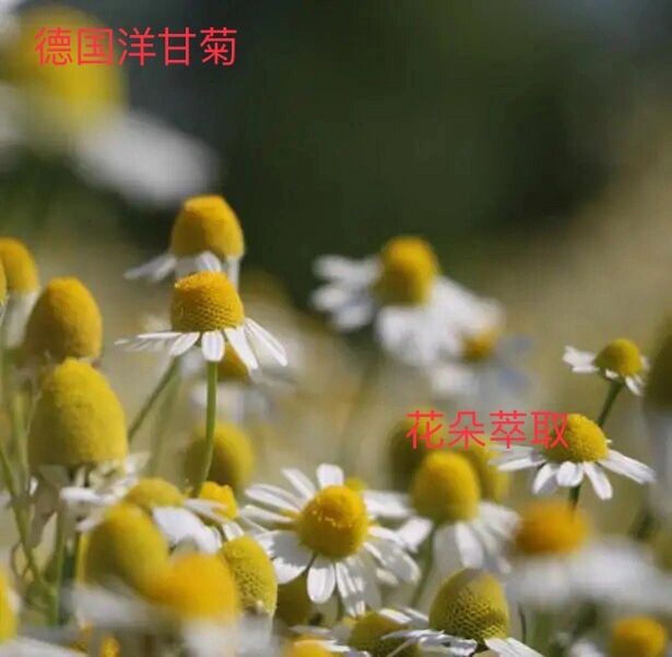 德国洋甘菊精油的功效 german chamomile 德国洋甘菊—青色 特点:药草