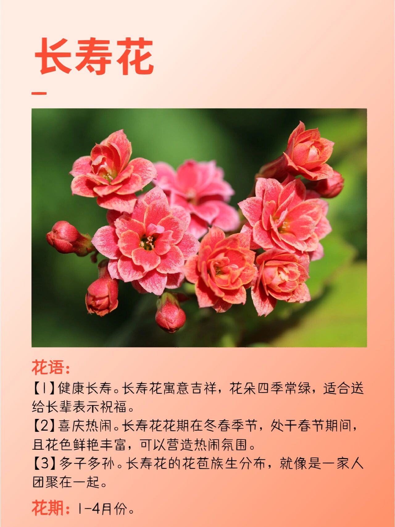 长寿花璎珞介绍图片