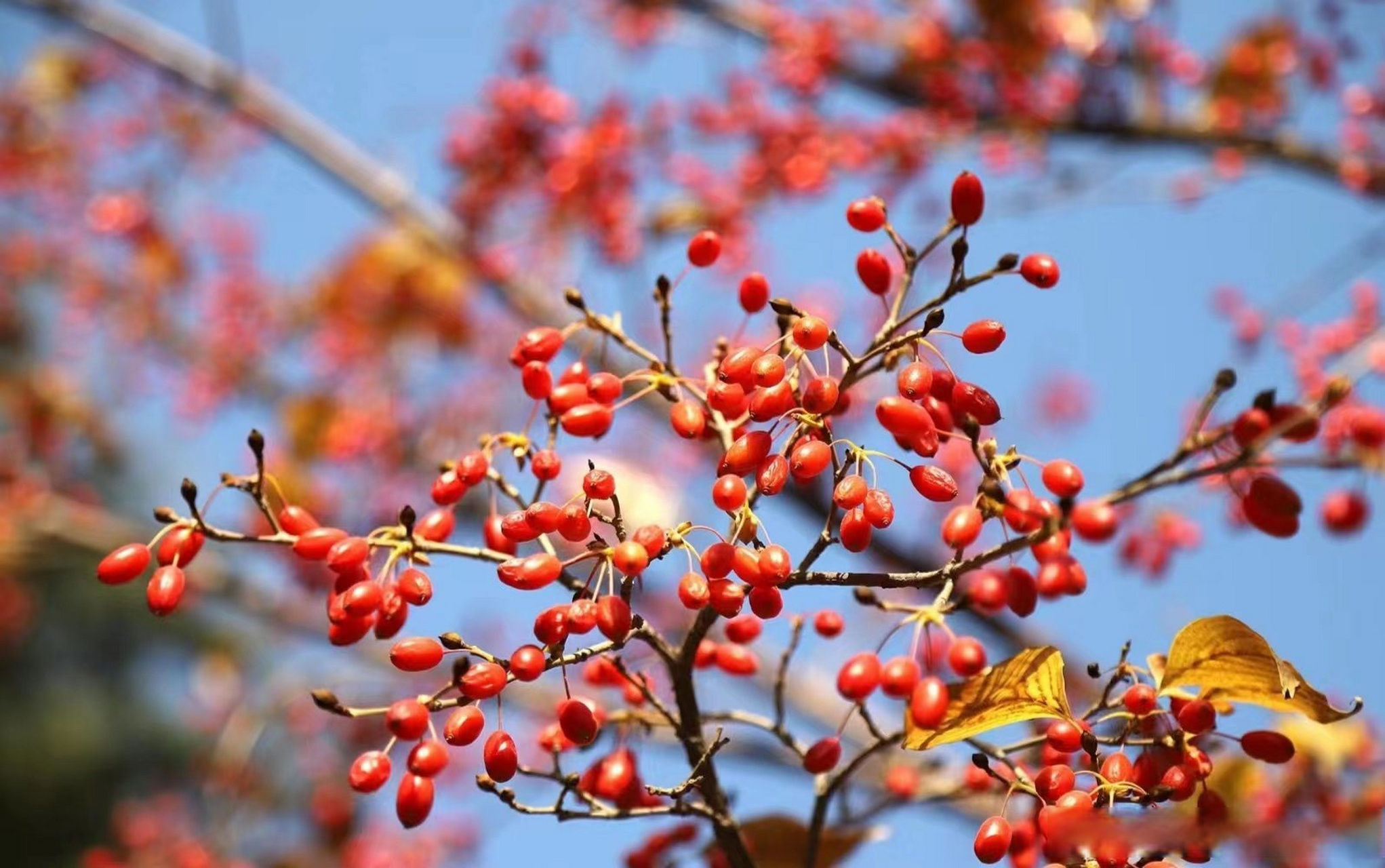滨职科普#滨州职业学院[超话] 叮叮叮~上课时间到,科普小课堂开课啦!