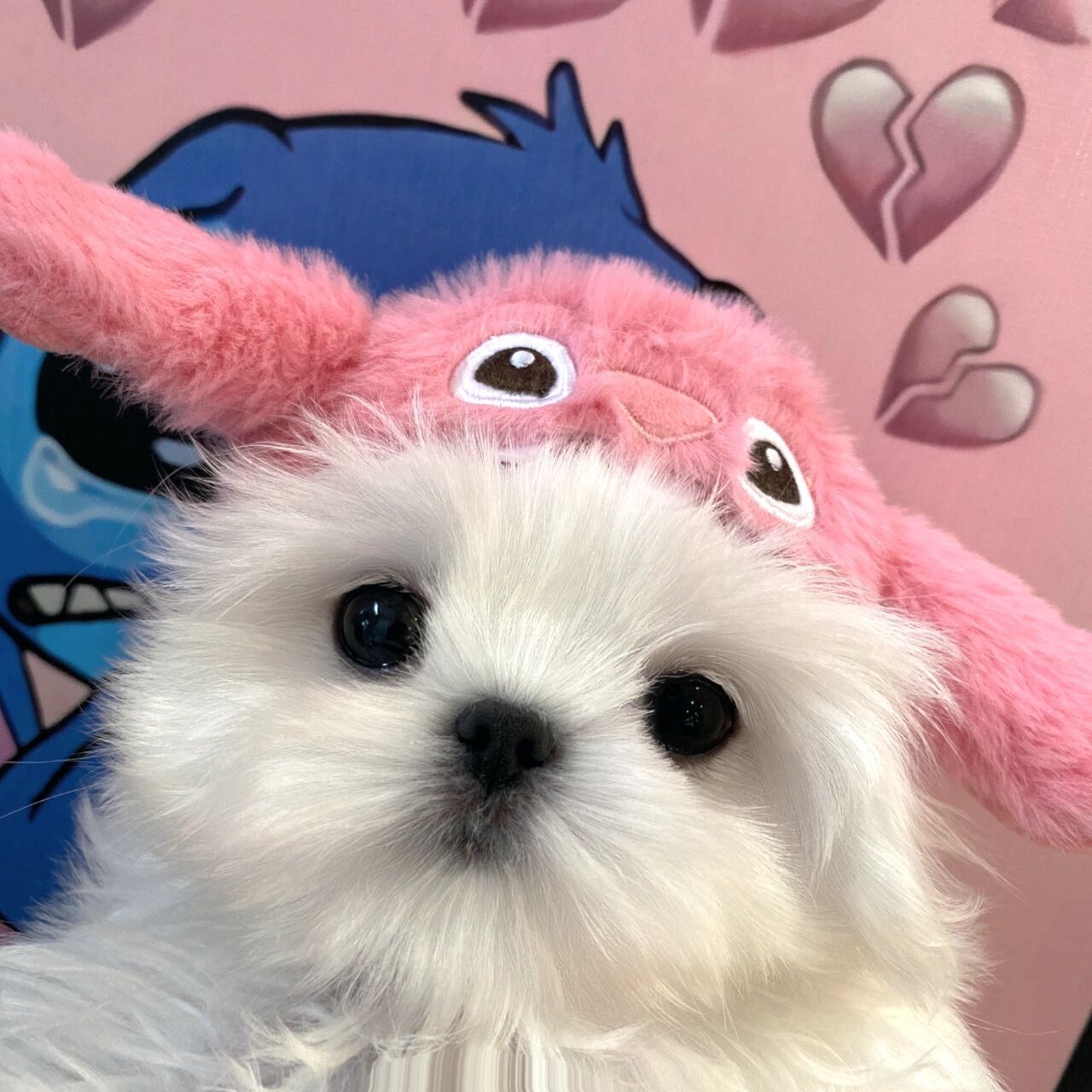 狗狗情侣头像给大家安排上 整理了一期马尔济斯头像 世界上怎么会有